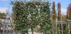 Olijfwilg Halfstam Als Leiboom (Elaeagnus Ebbingei) 5 Olijfwilg Halfstam Als Leiboom (Elaeagnus Ebbingei) -Goedkope DirectPlant winkel olijfwilg scherm