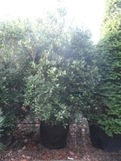 Schijnhulst (Osmanthus Heterophyllus) -Goedkope DirectPlant winkel osmanthus heterophyllus 175 200 c160 extra 1