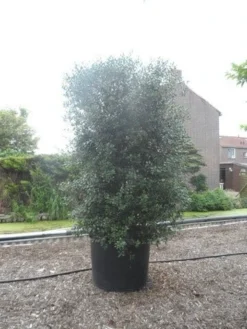 Schijnhulst (Osmanthus Heterophyllus) -Goedkope DirectPlant winkel osmanthus heterophyllus 250 300 c350 1