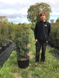 Schijnhulst (Osmanthus Heterophyllus) -Goedkope DirectPlant winkel osmanthus heterophyllus h100120cm 1