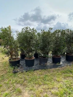 Schijnhulst (Osmanthus Heterophyllus) -Goedkope DirectPlant winkel osmanthus heterophyllus h120140cm 2