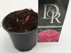 Goedkope DirectPlant winkel -Goedkope DirectPlant winkel paeonia alexander fleming p12
