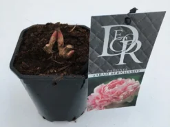Pioenroos (Paeonia 'Sarah Bernhardt') -Goedkope DirectPlant winkel paeonia sarah bernhardt v1