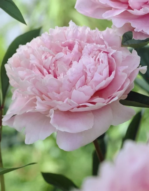 Pioenroos (Paeonia 'Sarah Bernhardt') 3 Pioenroos (Paeonia 'Sarah Bernhardt') -Goedkope DirectPlant winkel paeonia sarah bernhardt