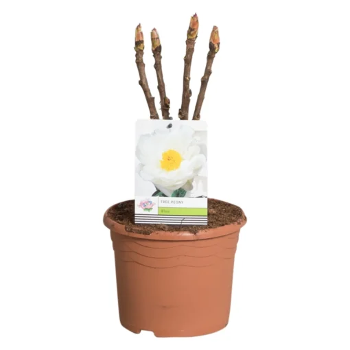 Witte Boompioen (Paeonia Suffruticosa) 6 Witte Boompioen (Paeonia Suffruticosa) -Goedkope DirectPlant winkel paeonia suff. wit c3 2