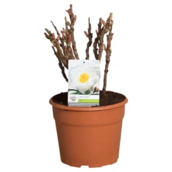 Witte Boompioen (Paeonia Suffruticosa) -Goedkope DirectPlant winkel paeonia suffruticosa wit c12 2