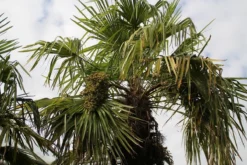 Winterharde Palm (Trachycarpus Fortunei) -Goedkope DirectPlant winkel palm 3