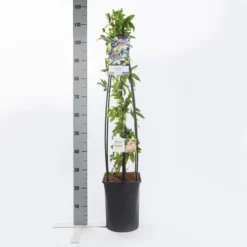Passiebloem (Passiflora Caerulea) -Goedkope DirectPlant winkel passiflora caerulea1.00 1.25
