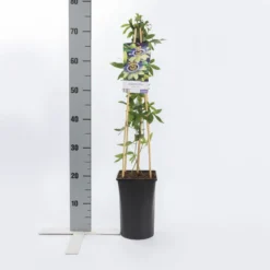 Passiebloem (Passiflora Caerulea) -Goedkope DirectPlant winkel passiflora caerulea
