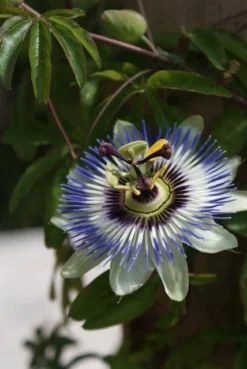 Passiebloem (Passiflora Caerulea) -Goedkope DirectPlant winkel passiflora caerulea 16