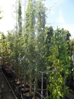 Passiebloem (Passiflora Caerulea) -Goedkope DirectPlant winkel passiflora caerulea 300 400 c25