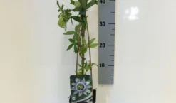 Passiebloem (Passiflora Caerulea) -Goedkope DirectPlant winkel passiflora caerulea 50 60 c2 1