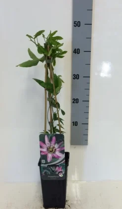 Passiebloem (Passiflora 'Victoria') 5 Passiebloem (Passiflora 'Victoria') -Goedkope DirectPlant winkel passiflora victoria 50 60 c2