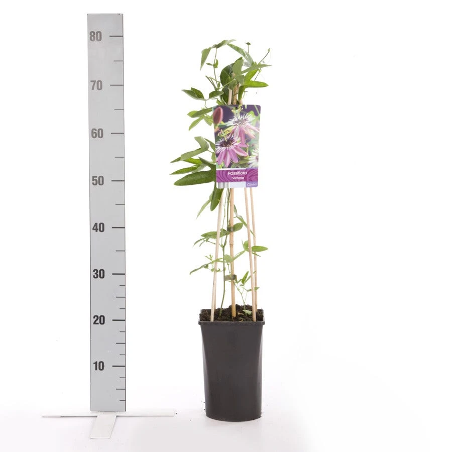 Passiebloem (Passiflora 'Victoria') 2 Passiebloem (Passiflora 'Victoria') - Afbeelding 2