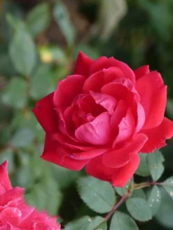 Klimroos (Rosa 'Paul's Scarlet Climber') -Goedkope DirectPlant winkel paulsscarletclimber