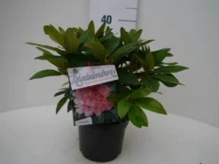 Rhododendron (Rhododendron 'Percy Wiseman') -Goedkope DirectPlant winkel percy wiseman c2 voor