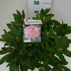Rhododendron (Rhododendron 'Percy Wiseman') -Goedkope DirectPlant winkel percy wiseman c7.5 boven