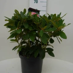 Rhododendron (Rhododendron 'Percy Wiseman') -Goedkope DirectPlant winkel percy wiseman c7.5 voor