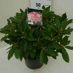 Rhododendron (Rhododendron 'Percy Wiseman') -Goedkope DirectPlant winkel percy wiseman c7.5 zij