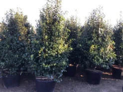 Camelia (Camellia Japonica ‘Perfection White’) -Goedkope DirectPlant winkel perfectionwhite200cm