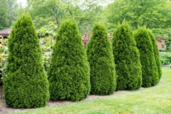 Thuja (Thuja Occidentalis 'Pyramidalis Compacta')