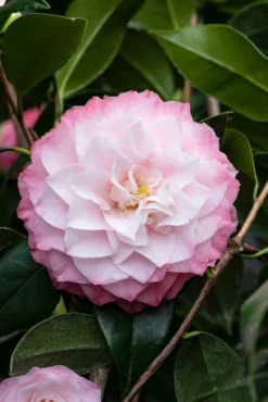 Camelia (Camellia Japonica 'Nuccio's Pearl')