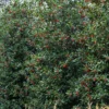 Amerikaanse Hulst (Ilex 'Nellie R Stevens')