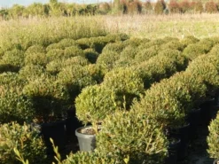 Steenlinde Als Bol (Phillyrea Angustifolia) 13 Steenlinde Als Bol (Phillyrea Angustifolia) -Goedkope DirectPlant winkel phillyrea angustifolia 1