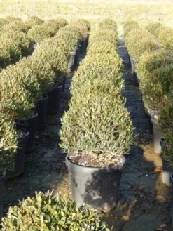 Steenlinde Als Bol (Phillyrea Angustifolia) 12 Steenlinde Als Bol (Phillyrea Angustifolia) -Goedkope DirectPlant winkel phillyrea angustifolia 3