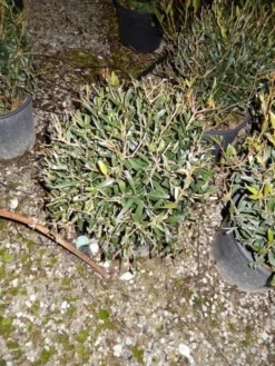 Steenlinde Als Bol (Phillyrea Angustifolia) 9 Steenlinde Als Bol (Phillyrea Angustifolia) -Goedkope DirectPlant winkel phillyrea angustifolia bol