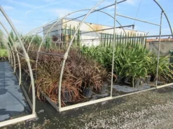 Nieuw Zeelands Vlas (Phormium Tenax 'Purpureum') -Goedkope DirectPlant winkel phormium 1