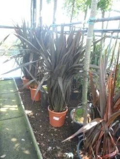 Nieuw Zeelands Vlas (Phormium Tenax 'Purpureum') -Goedkope DirectPlant winkel phormium tenax purpureum 100 125 c25