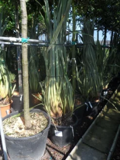 Nieuw Zeelands Vlas (Phormium Tenax 'Variegatum') -Goedkope DirectPlant winkel phormium tenax variegatum 125 150 175 c50 70
