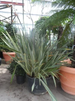 Nieuw Zeelands Vlas (Phormium Tenax 'Variegatum') -Goedkope DirectPlant winkel phormium tenax variegatum 150 200 c240