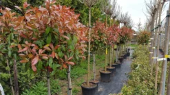 Glansmispel Op Stam (Photinia Fraseri 'Red Robin') -Goedkope DirectPlant winkel photinia