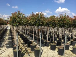 Glansmispel Op Stam (Photinia Fraseri 'Red Robin') -Goedkope DirectPlant winkel photinia 120 140cm stam