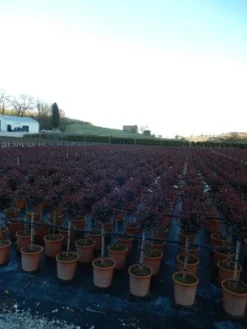 Glansmispel Op Stam (Photinia Fraseri 'Carré Rouge') -Goedkope DirectPlant winkel photinia carre rouge