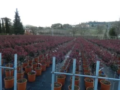 Glansmispel Op Stam (Photinia Fraseri 'Carré Rouge') -Goedkope DirectPlant winkel photinia carre rouge 3