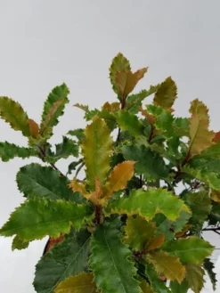 Glansmispel (Photinia Serratifolia ‘Crunchy’) 8 Glansmispel (Photinia Serratifolia ‘Crunchy’) -Goedkope DirectPlant winkel photinia fraseri crunchy week 22 detail 1600x1200