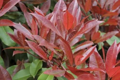 Glansmispel Meeneemhaag (Photinia Fraseri 'Red Robin') 5 Glansmispel Meeneemhaag (Photinia Fraseri 'Red Robin') -Goedkope DirectPlant winkel photinia fraseri red robin01 4 1