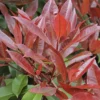 Glansmispel Als Leiboom (Photinia Fraseri 'Red Robin')