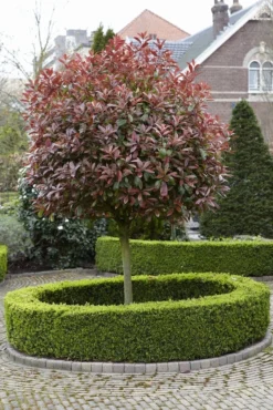 Glansmispel Als Boom (Photinia Fraseri 'Red Robin') 12 Glansmispel Als Boom (Photinia Fraseri 'Red Robin') -Goedkope DirectPlant winkel photinia fraseri red robin02