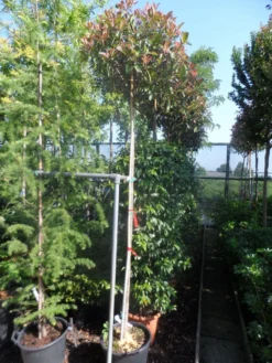 Glansmispel Als Boom (Photinia Fraseri 'Red Robin') 11 Glansmispel Als Boom (Photinia Fraseri 'Red Robin') -Goedkope DirectPlant winkel photinia fraseri red robin 10 12ho cont