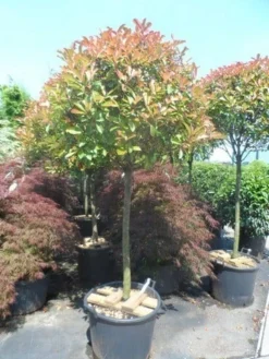 Glansmispel Op Stam (Photinia Fraseri 'Red Robin') -Goedkope DirectPlant winkel photinia fraseri red robin 100 120stam c110 extra
