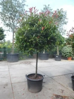 Glansmispel Op Stam (Photinia Fraseri 'Red Robin') -Goedkope DirectPlant winkel photinia fraseri red robin 100stam c160 solitair