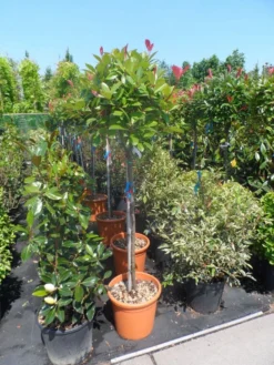 Glansmispel Op Stam (Photinia Fraseri 'Red Robin') -Goedkope DirectPlant winkel photinia fraseri red robin 100stam c20