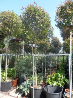 Glansmispel Als Boom (Photinia Fraseri 'Red Robin') 13 Glansmispel Als Boom (Photinia Fraseri 'Red Robin') -Goedkope DirectPlant winkel photinia fraseri red robin 12 14 16ho cont