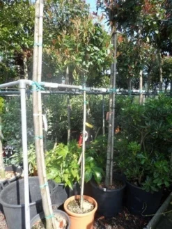 Glansmispel Op Stam (Photinia Fraseri 'Red Robin') -Goedkope DirectPlant winkel photinia fraseri red robin 150stam c25