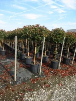 Glansmispel Op Stam (Photinia Fraseri 'Red Robin') -Goedkope DirectPlant winkel photinia fraseri red robin halfstam 2