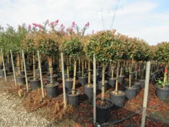 Glansmispel Op Stam (Photinia Fraseri 'Red Robin') -Goedkope DirectPlant winkel photinia fraseri red robin halfstam 3